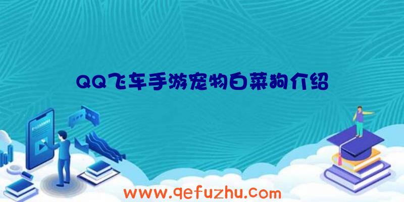 QQ飞车手游宠物白菜狗介绍
